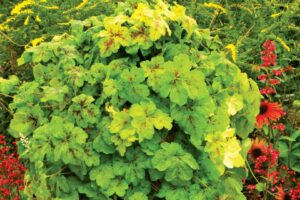 Heucherella 'Yellowstone Falls' from Terra Nova Nurseries