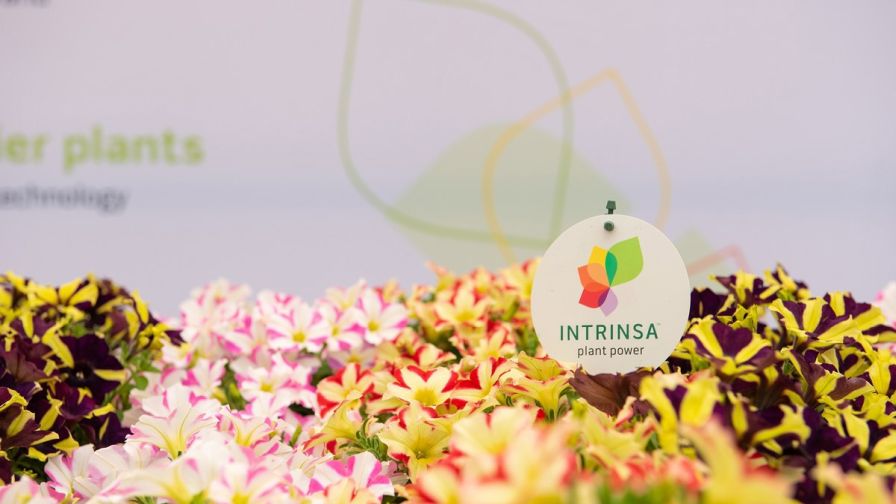 Intrinsa TMV Petunia