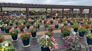 Metrolina Features 2,000 Varieties in Trials During 2024 Southern Garden Tour