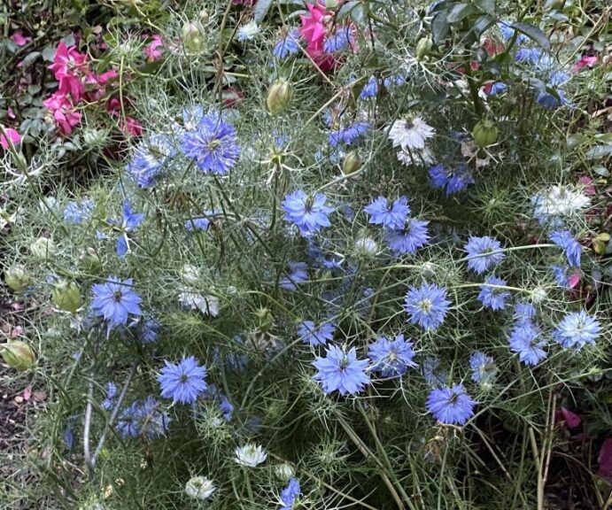 Nigella