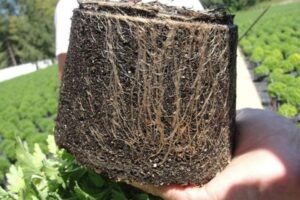 Pythium root and stem rot 'Pythium aphanidermatum' from Syngenta Flowers