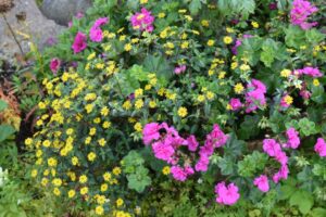Annuals That Work, But Are So Hard to Find