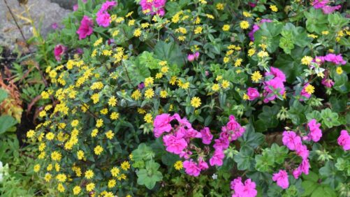 Annuals That Work, But Are So Hard to Find