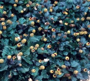 Spilanthes oleracea