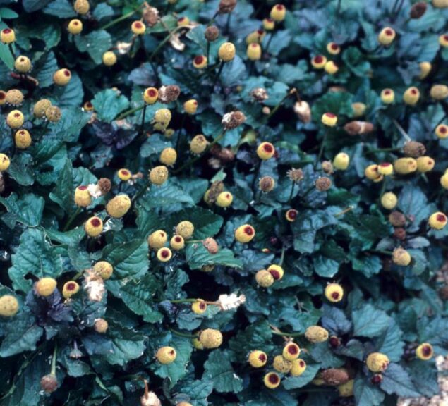 Spilanthes oleracea