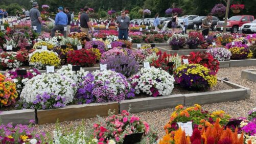 Cultivate’24 to Offer a Review of National Annual and Perennial Trials