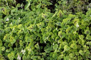 Tiarella 'Appalachian Trail' from Terra Nova Nurseries