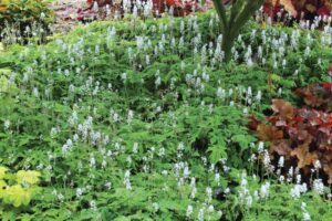 Tiarella 'Happy Trails' from Terra Nova Nurseries