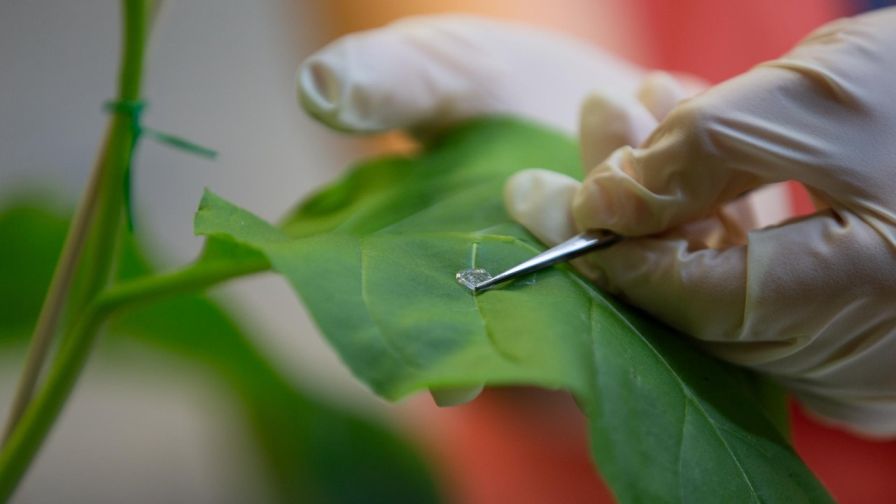 University of Cincinnati chemistry researchers are studying better ways to diagnose viruses in plants