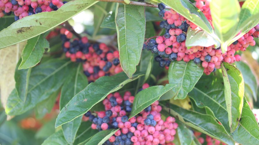 Viburnum nudum Brandywine 2024 Woody Cut of the Year