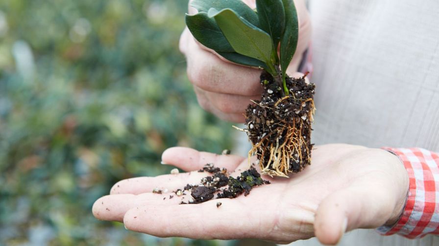 Plant deliveries and donations image of a gardener or grower holding a rooted plant from J. Berry Nursery