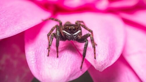 Making the Biological Control Agents of Natural Enemies More Effective