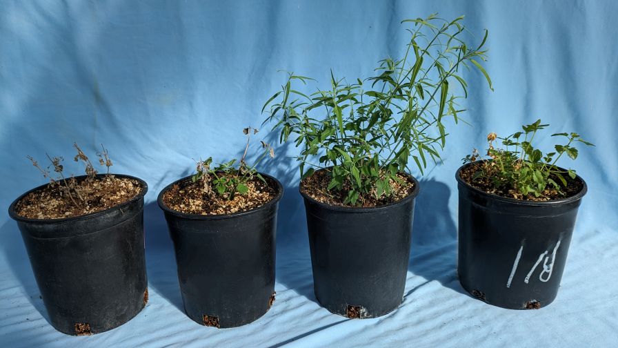 10-week chilling for Experiment 1 on agastache flowering out of Colorado State University