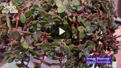 Greenhouse Grower’s Hot Takes on Angelonia, Sedum, and Viburnum