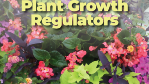 Don’t Miss Greenhouse Grower’s Digital Deep Dive on Plant Growth Regulators