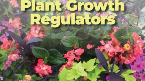 Don’t Miss Greenhouse Grower’s Digital Deep Dive on Plant Growth Regulators