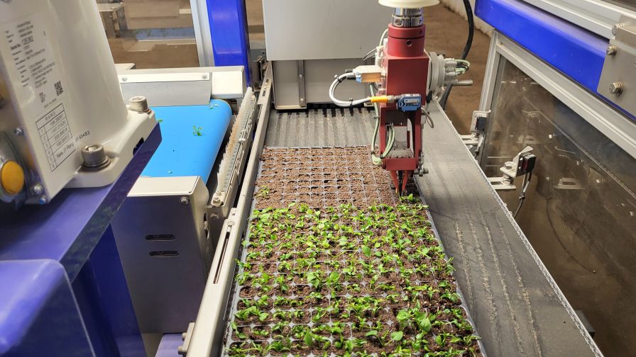 Bailey Trialing Cutting Machine