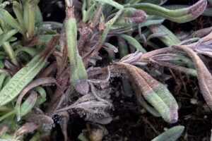 Botrytis On Rosemary taken by Nancy Rechcigl
