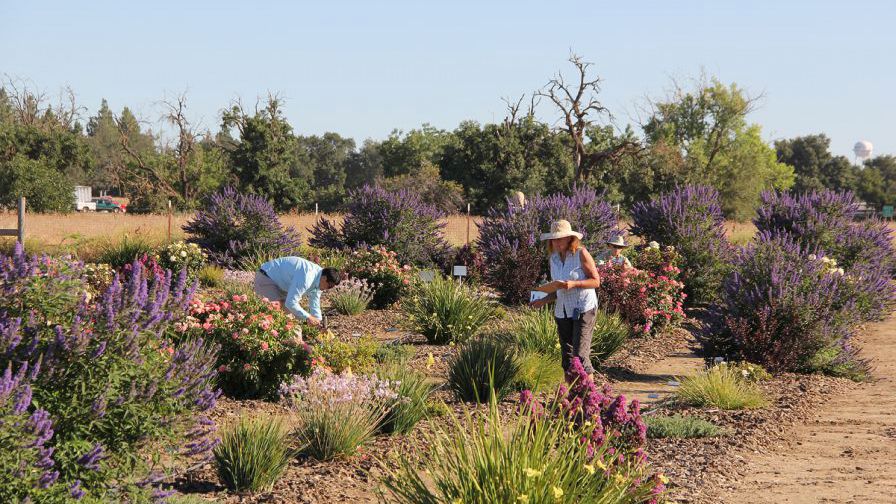 Climate-Ready-Plants-trials at UC Davis