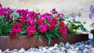 Even More Leading Breeders Offering a Range of Drought-Tolerant Varieties