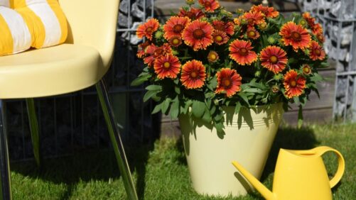 More Leading Breeders Offering a Range of Drought-Tolerant Varieties