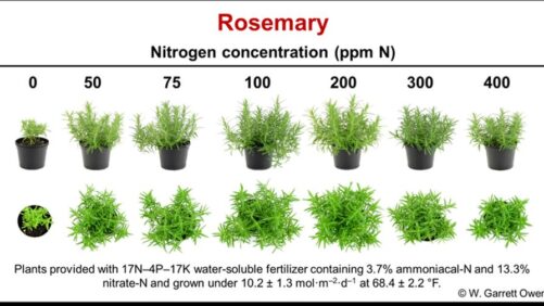 Video of the Week: Investigations into Basil, Gerbera, and Rosemary