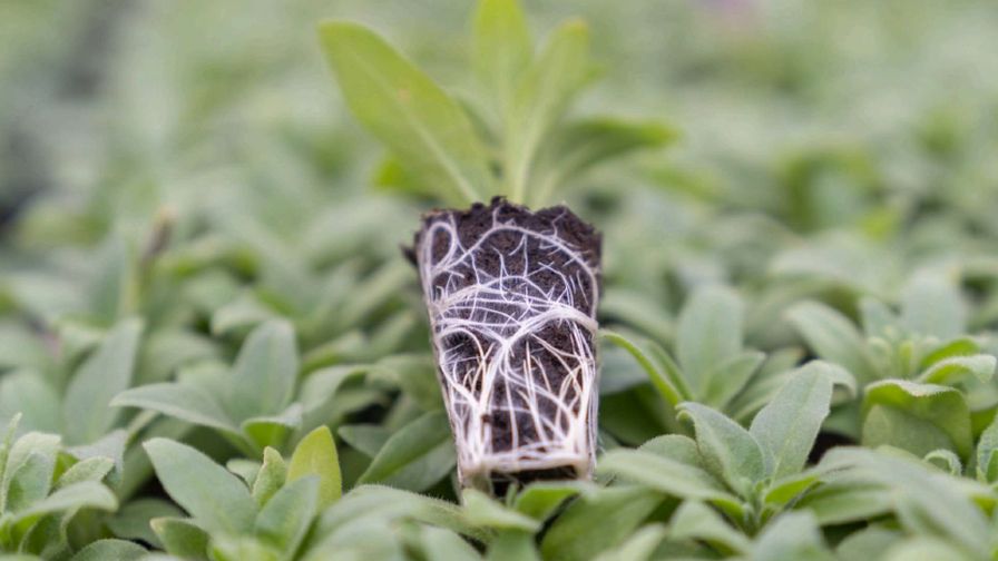 Jiffy Preforma Plug substrate product for the fast-rooting and automation of crops