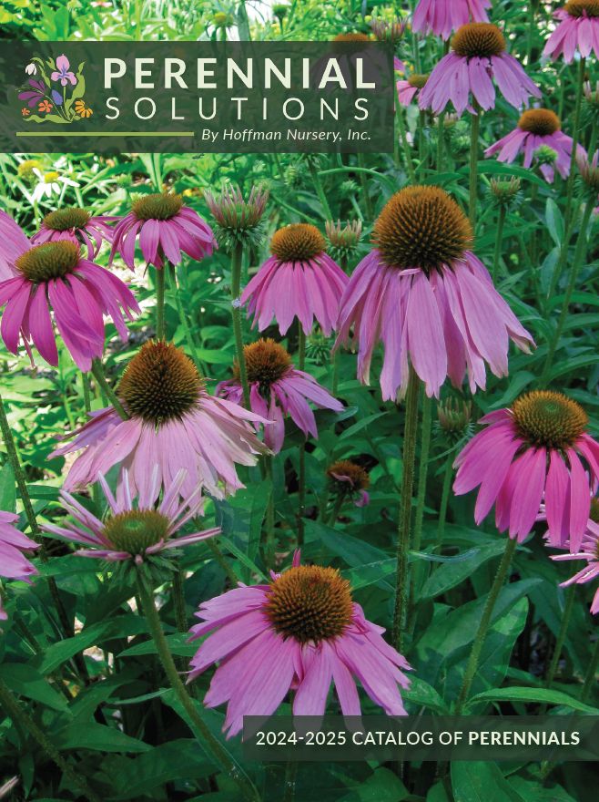 Perennials Solutions 2024-2025 catalog page