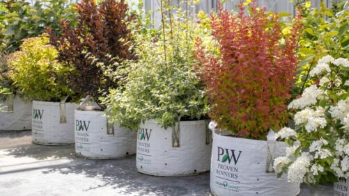Video Spotlight: How to Transplant a Shrub