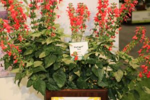 Salvia ‘Unplugged Red’ (Proven Winners)