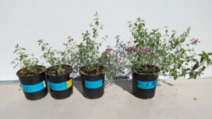 Chilling Treatments Can Help Delay Flowering in Certain Agastache Species