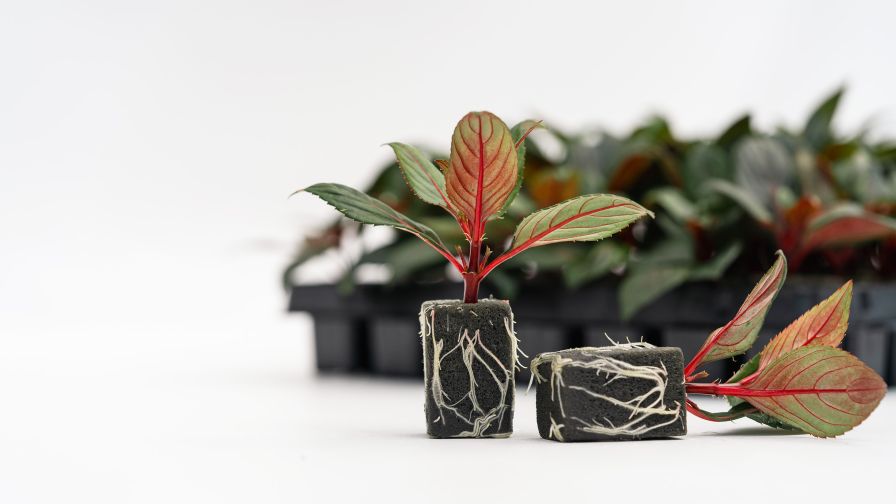 Growing plant substrate in front of SunPatients Rhiz Plug Tray from Oasis Grower Solutions