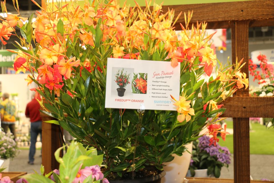 The Final Highlights from the New Varieties Zone at Cultivate'24
