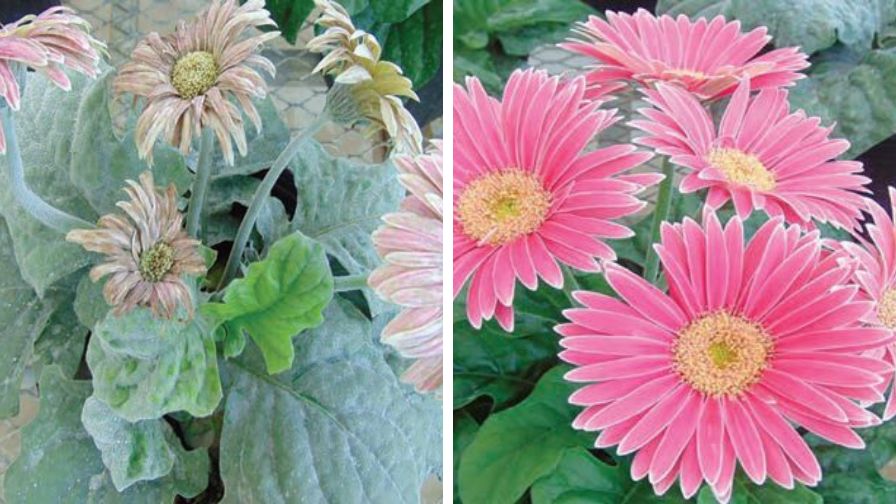 Postiva Fungicide control of powdery mildew on Gerbera Daisy
