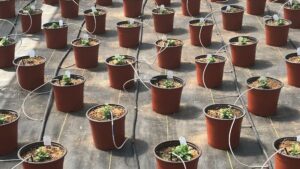 Perfecting Emitter Placement for Drip Irrigation of Summer Bedding Plants