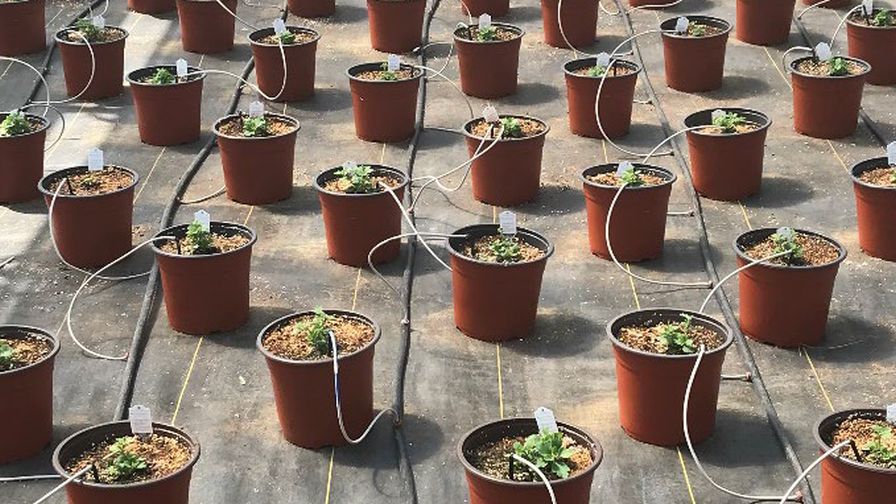 Garden mum production through drip irrigation from e-Gro alert on optimal emitter placement and summer bedding plants