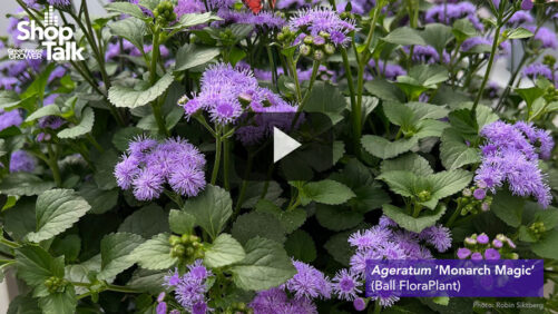 Greenhouse Grower’s Hot Takes on Ageratum, Dianthus, and Dogwood