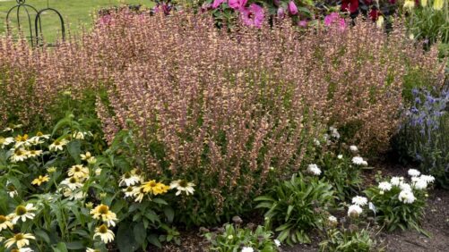More Plant Breeders Coming to California Spring Trials