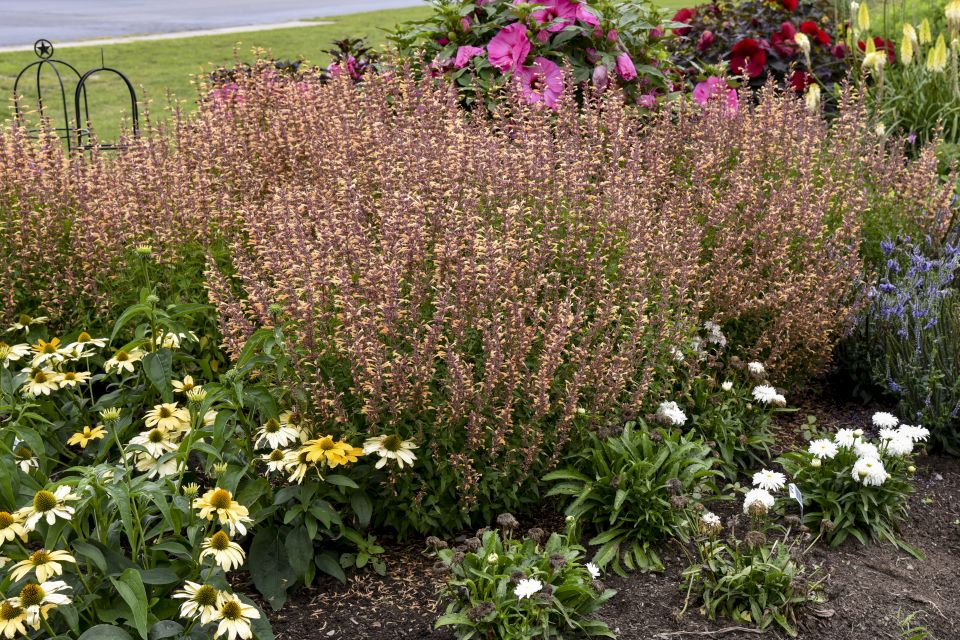 Agastache ‘Meant to Bee Queen Nectarine’ (Walters Gardens)
