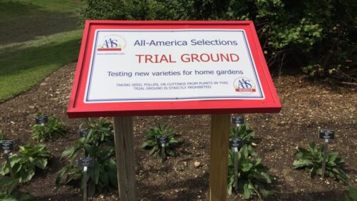 Young Plant Suppliers and Their 2025 All-America Selections Winners