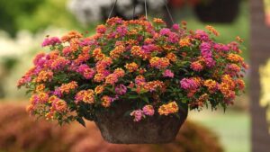 Video(s) of the Week: New Introductions for 2025 from Ball FloraPlant