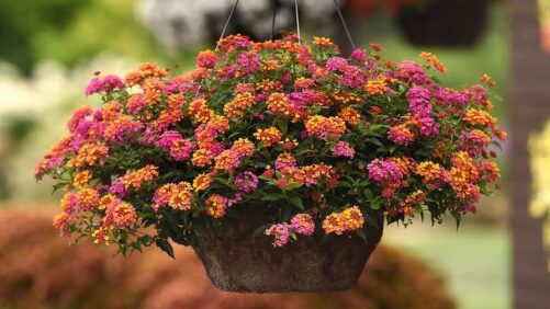 Video(s) of the Week: New Introductions for 2025 from Ball FloraPlant
