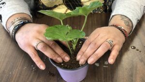 How to Boost Your Well-Being with Garden Therapy