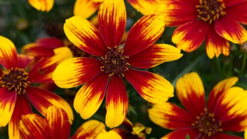 A Final Look at Drought-Tolerant Varieties from Leading Breeders