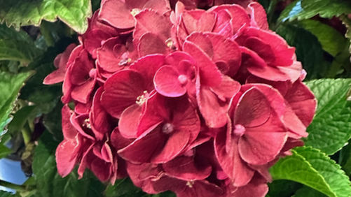 15 Plants and Products That Were Garden Retailer Favorites at Farwest 2024
