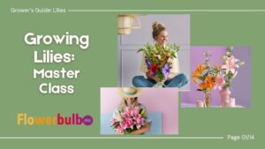 Teaching American Flower Farmers How to Grow Lilies Successfully
