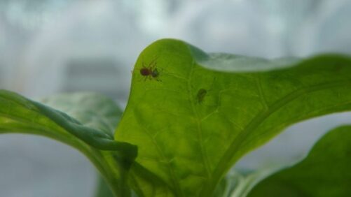 Video of the Week: Physical Traps as Part of a Practical IPM Plan