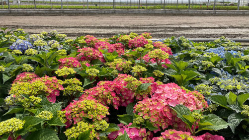 Spring 2024 Growing Recap: Lessons Learned