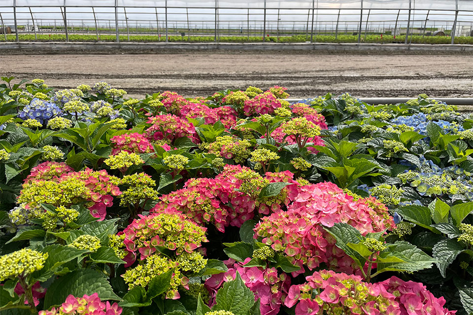 Image for Spring 2024 Crops 3 Lessons