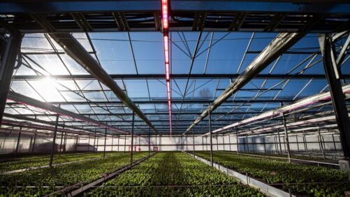 5 Pieces of Greenhouse Equipment to Boost Productivity